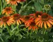 Echinacea Orange Skipper