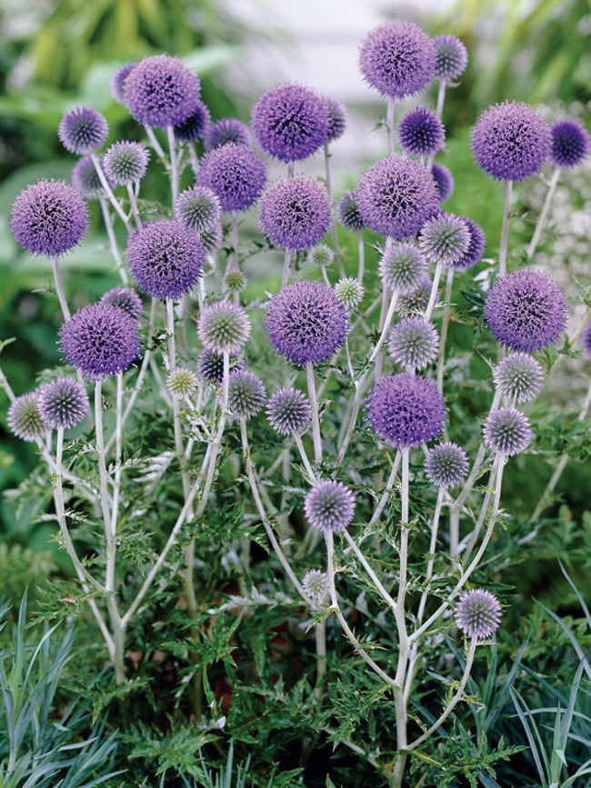 Echinops Platinum-Blue