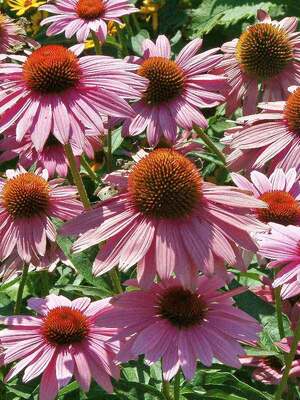 Echinacea primadonna deals rose