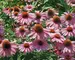 Echinacea Primadonna