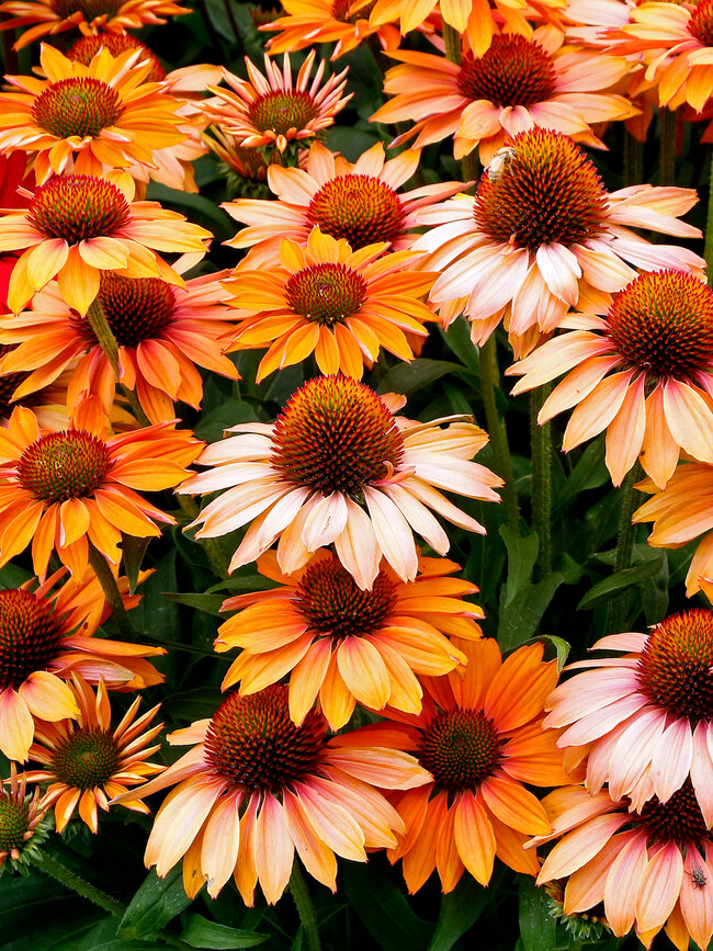 Echinacea Prima Ginger