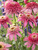 Product Viewer - Echinacea Pink Double Delight