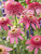 Echinacea Pink Double Delight