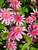 Echinacea Pink Double Delight