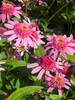 Echinacea Pink Double Delight