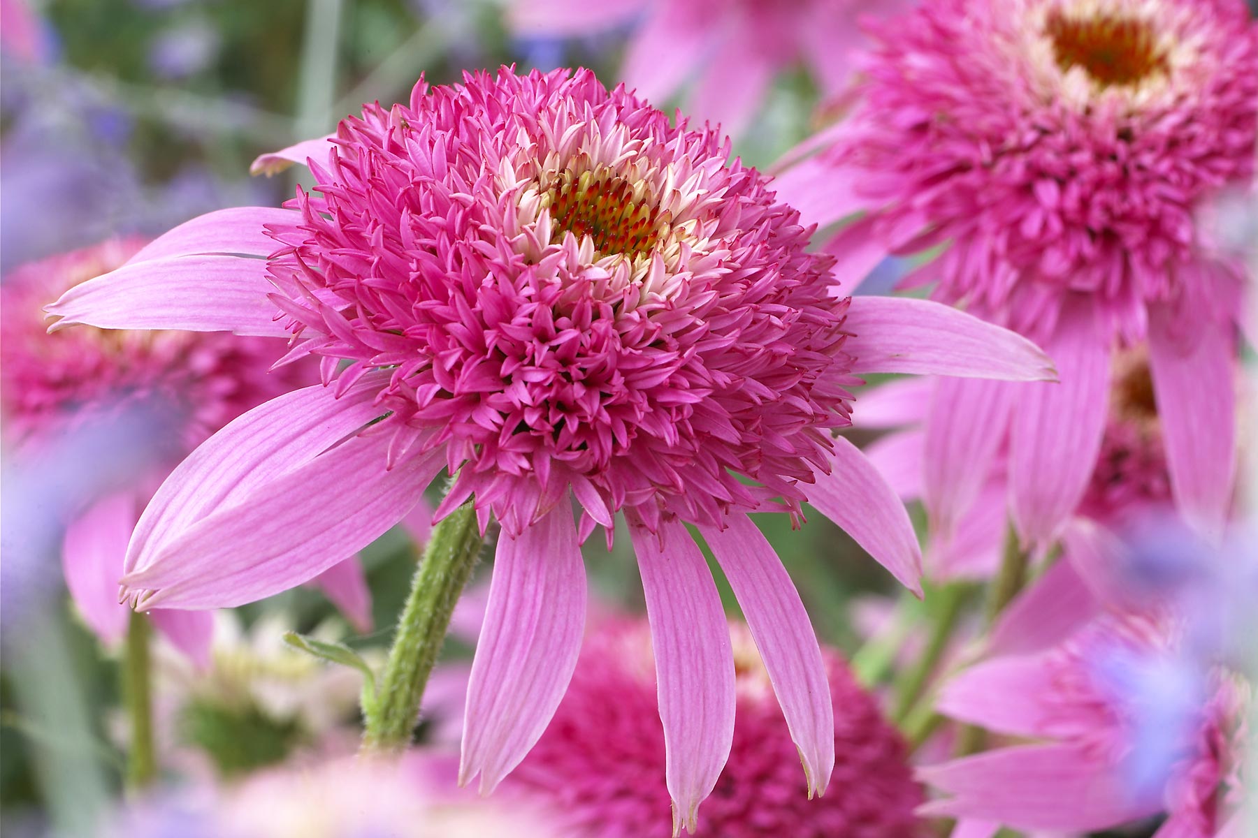 Echinacea Pink Double Delight | Bluestone Perennials