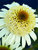 Echinacea Secret Pride