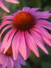 Echinacea Prairie-Splendor