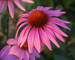 Echinacea Prairie-Splendor