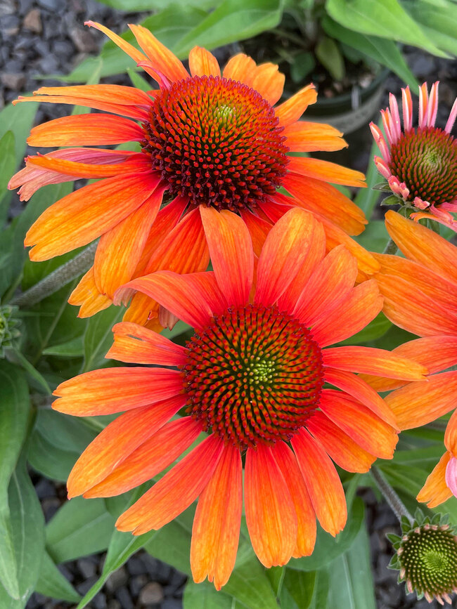 Echinacea Prima Tiger