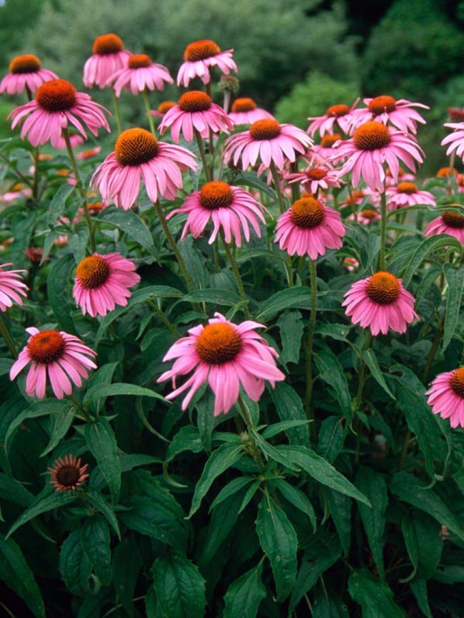 Image of Echinacea perennial plant