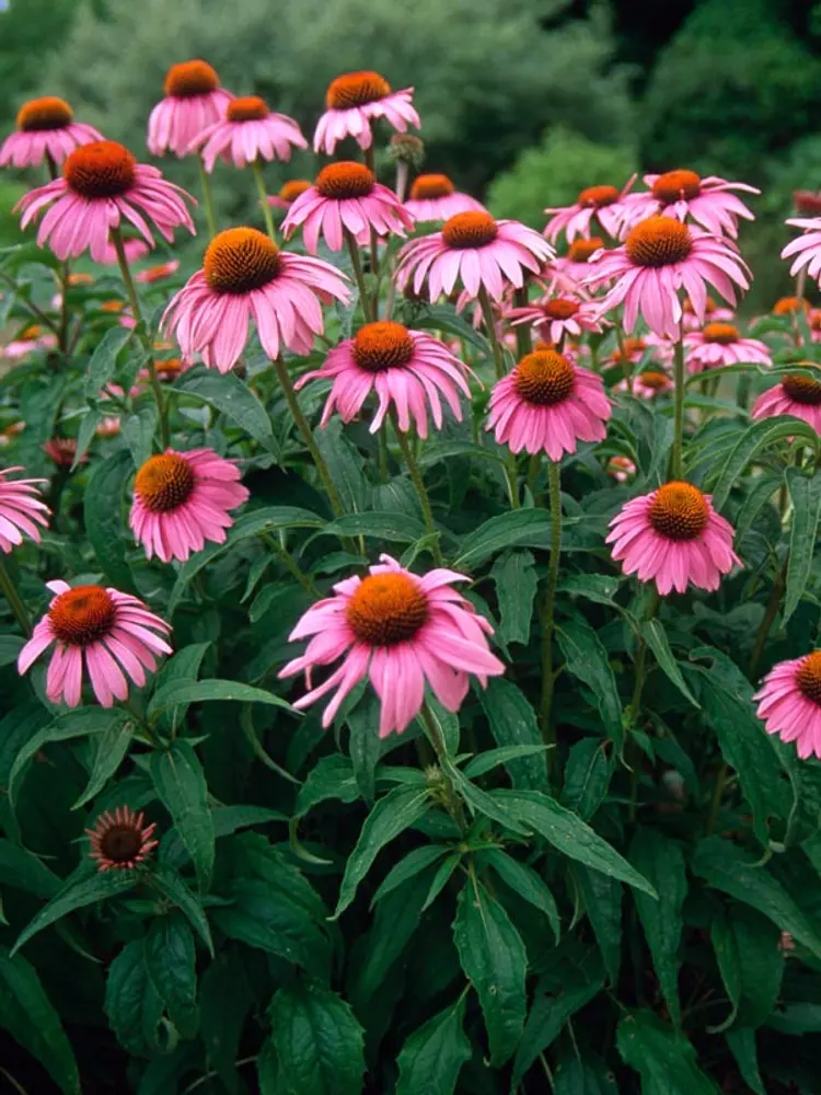 Purple Coneflower