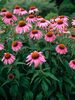 Echinacea Purpurea