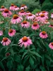 Echinacea Purpurea