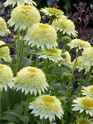 Link to Echinacea Puff&#153; Vanilla