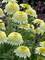 Echinacea Puff Vanilla