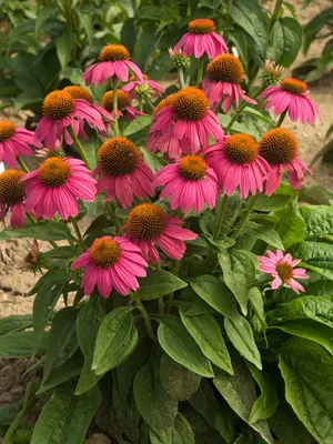 Link to Echinacea Pow Wow Wildberry
