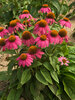 Echinacea Pow-Wow-Wildberry