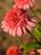 Echinacea Raspberry Truffle