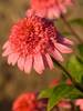 Echinacea Raspberry Truffle
