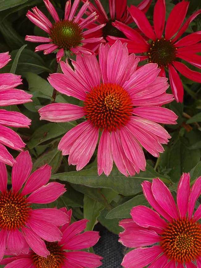 Echinacea Kismet Raspberry