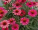 Echinacea Kismet Raspberry