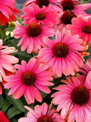 Link to Echinacea Revelation&reg; Coral