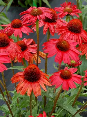 Link to Echinacea Kismet&#153; Red