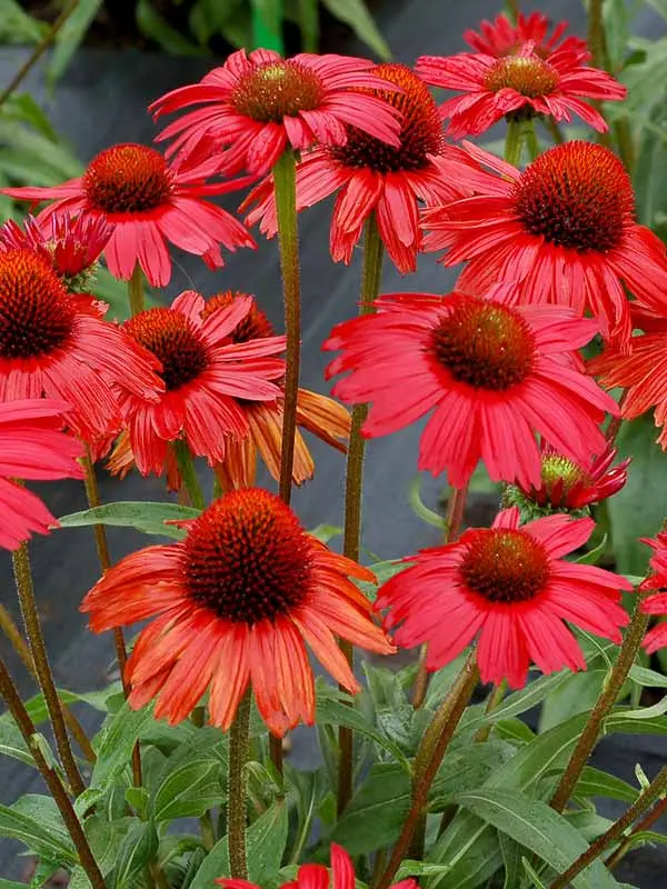 Echinacea Kismet Red