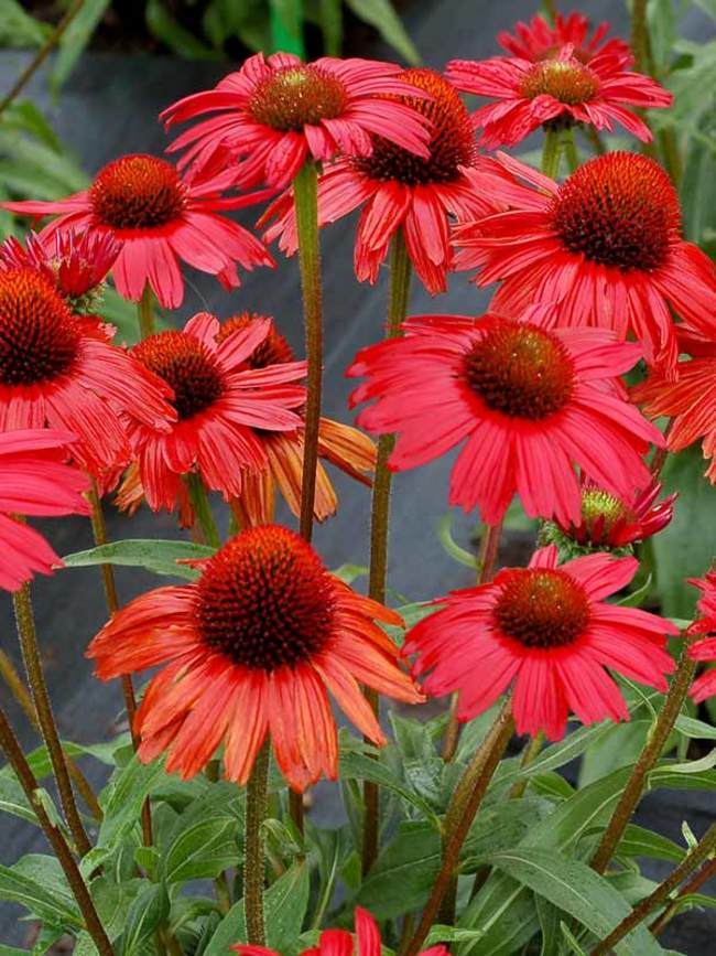 Echinacea Kismet Red