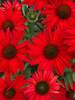 Echinacea Kismet Red