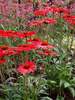 Echinacea Kismet Red