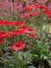 Echinacea Kismet Red