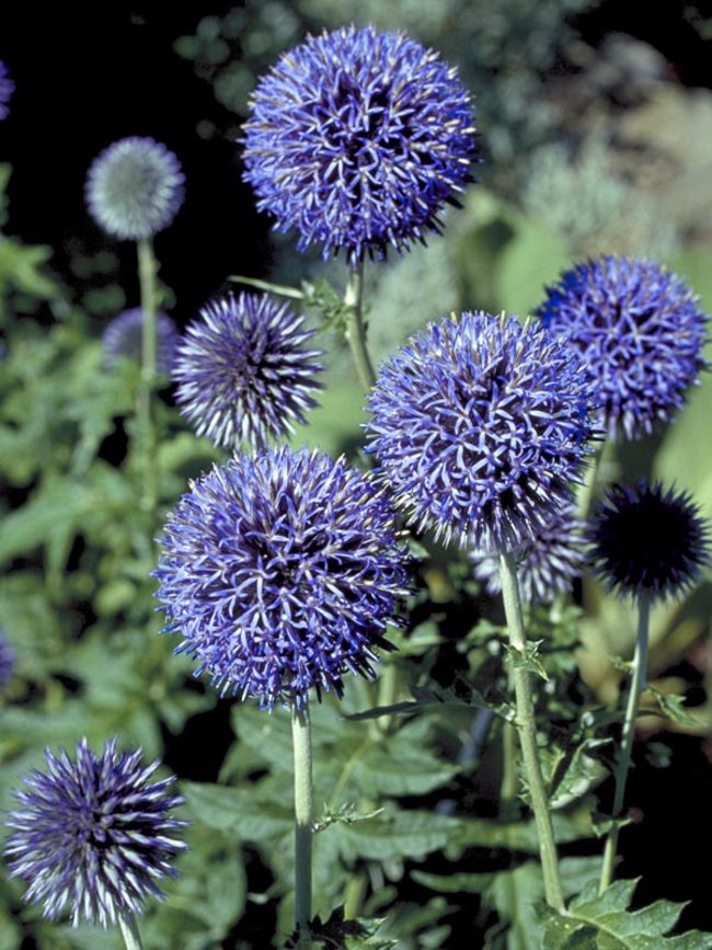 Blue Dried Echinops Globe Thistles Dried Flowers