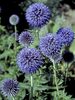 Echinops Ritro