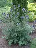 Echinops Ritro