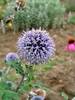 Echinops Ritro