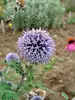 Echinops Ritro