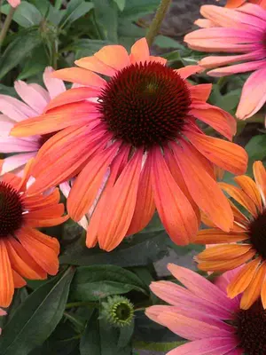 Link to Echinacea Rainbow Marcella
