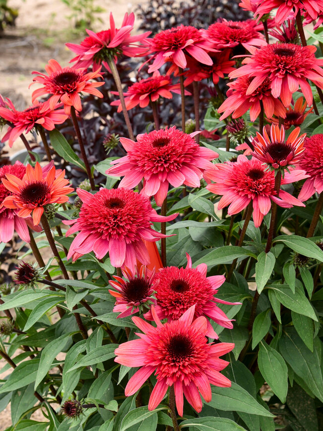 Rpple Raspberry Roses Echinacea Raspberry Ripple | Bluestone Perennials