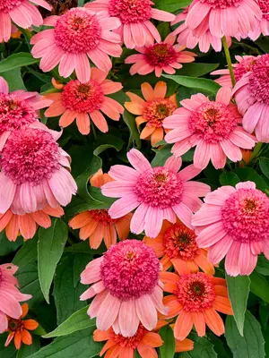 Link to Echinacea Double Dipped Rainbow Sherbet