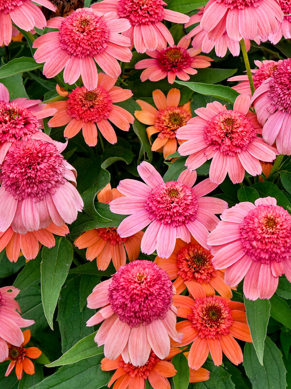 Echinacea Double Dipped Rainbow Sherbet