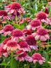 Echinacea Double Dipped Rainbow Sherbet