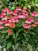 Echinacea Double Dipped Rainbow Sherbet