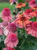 Echinacea Double Dipped Rainbow Sherbet