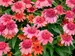 Echinacea Double Dipped Rainbow Sherbet