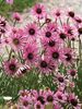 Echinacea Rocky-Top-Hybrids