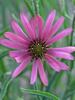 Echinacea Rocky-Top-Hybrids