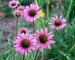 Echinacea Rocky-Top-Hybrids