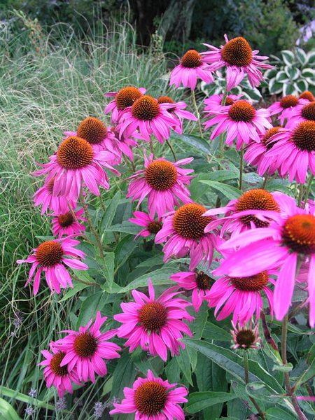 Product Viewer - Echinacea Rubinstern